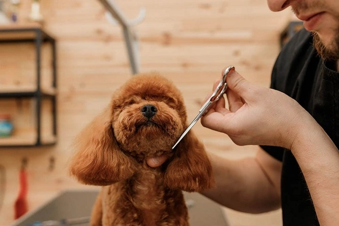 How to Get a Poodle Hair Cut