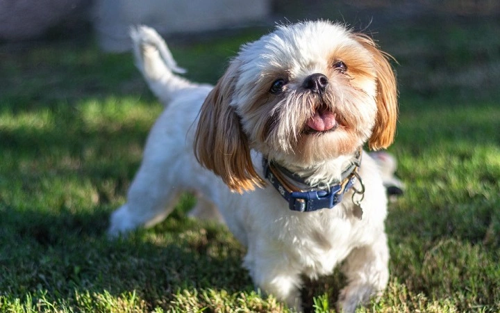 Shih Tzu Hair Cut: Styles, Grooming, and Maintenance Guide Shih Tzu Hair Cut