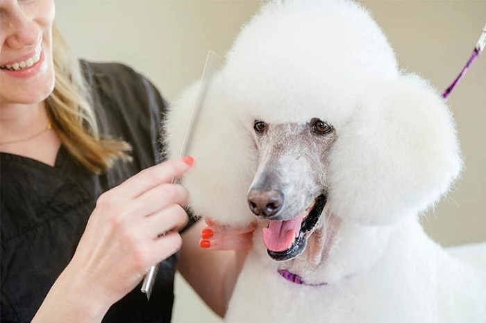 Who Would Like to Consider a Poodle Hair Cut?