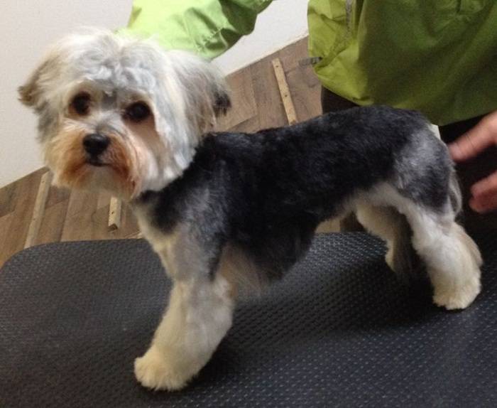 Best Yorkie Short Cuts