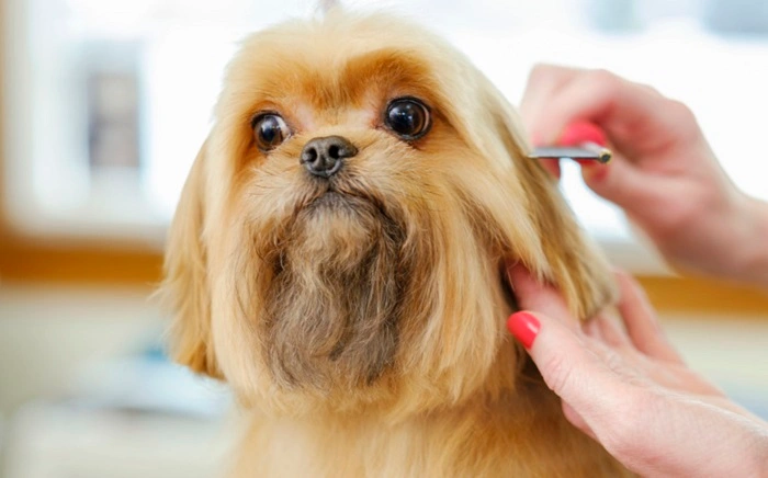 Shih Tzu Hair Cut 2