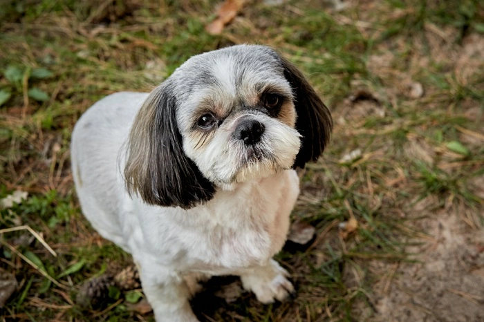 Shih Tzu Hair Cut 3