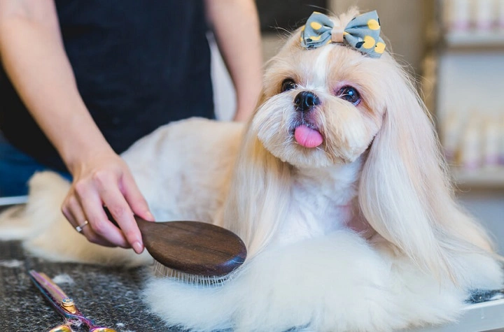 Shih Tzu Hair Cut: Cute, Clean, and Full of Life Shih Tzu Hair Cut
