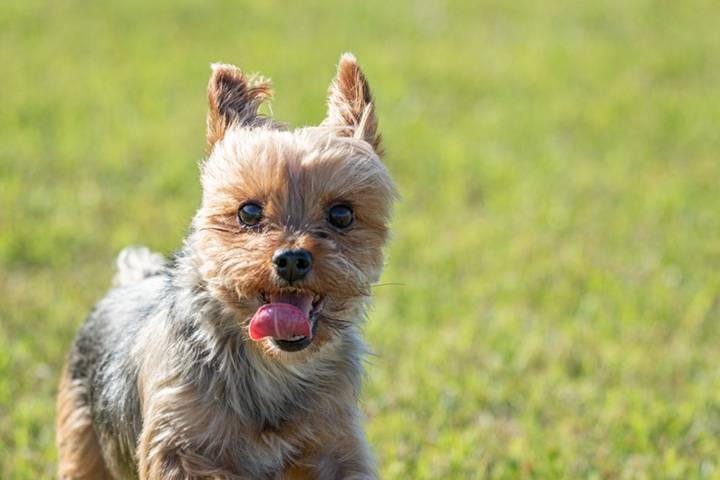 Yorkie Short Hair Cut: Cuteness Abounds in a Low-Maintenance Package Yorkie Short Hair Cut