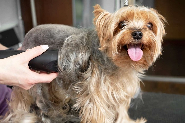 Why Your Yorkie Needs Regular Haircuts