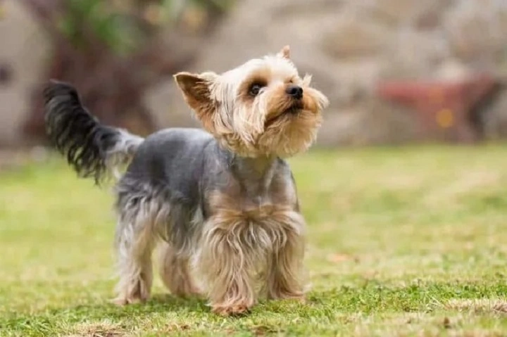 Yorkie Hair Cut Styles: Making Your Tiny Pup Look and Feel Great yorkie hair cut styles